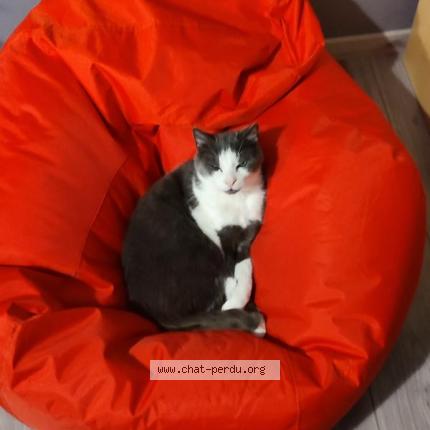 Foto 3/3 Gousti Chat perdido en Sermersheim