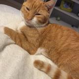 Foto del gato perdido en Ennevelin