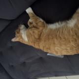 Foto del gato perdido en Ennevelin