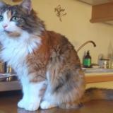 Foto del gato perdido en Villemandeur