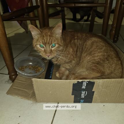 Foto 1/1 Gato encontrado Perdido en Saint herblain