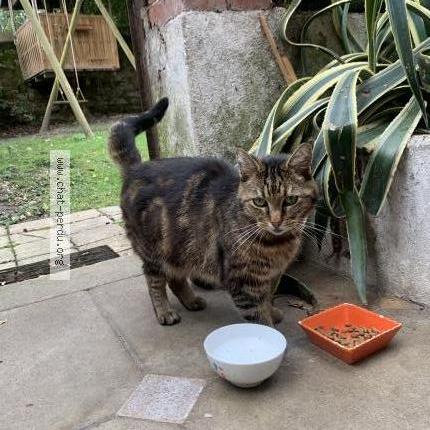 Foto 1/1 Gato encontrado Encontrado en Nantes