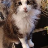 Foto del gato perdido en Lent