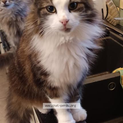 Foto 1/1 Rififi Chat perdido en Lent