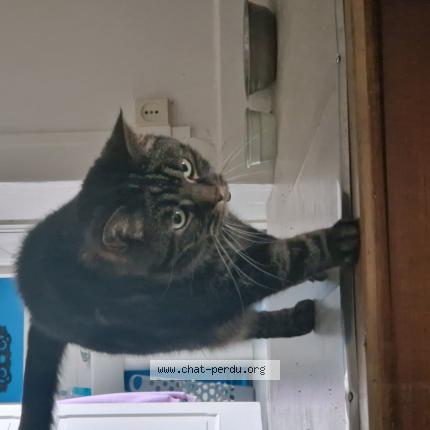 Foto 1/1 Mitchu Chat perdido en Coutances