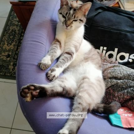 Foto 1/1 AZAZEL Chat perdido en La brulatte