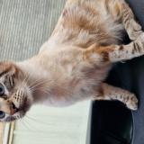 Foto del gato perdido en Berson