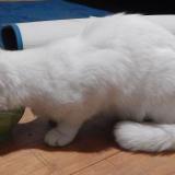 Foto de gato encontrado en Peyre En Aubrac