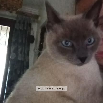 Foto 1/1 Melvin Chat perdido en Lezignan corbieres