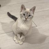 Foto del gato perdido en Anzin