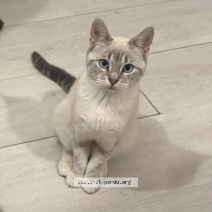 Foto 1/1 Delhia Chat perdido en Anzin