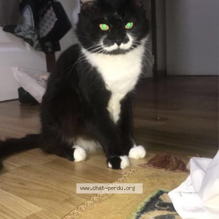 Foto 1/1 Simba Chat perdido en Anderlecht