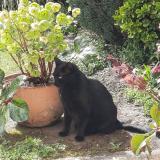 Foto del gato perdido en Saint Paul