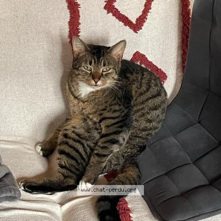 Foto 1/1 Gato encontrado Perdido en Le montat