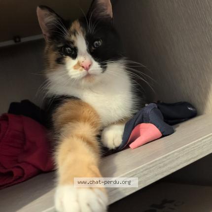 Foto 1/1 Gato encontrado Encontrado en Brou