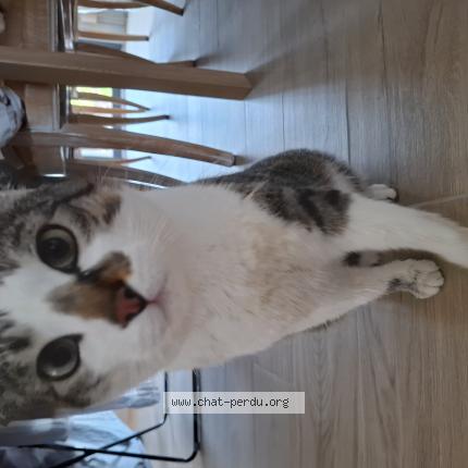 Foto 1/1 Koda Chat perdido en Sessenheim