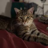 Foto del gato perdido en Landaul 56690