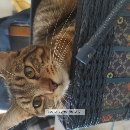 Foto 1/1 Virgile Chat perdido en Castelsarrasin