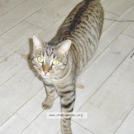 Foto 1/1 Gato encontrado Encontrado en Availles en chatellerault