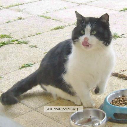 Foto 1/1 Gato encontrado Encontrado en Availles en chatellerault