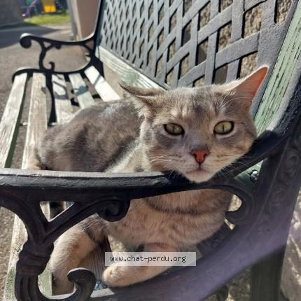 Foto 1/1 Picatchou Chat perdido en Saint jean de soudain