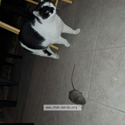 Foto 1/1 Ninja Chat perdido en Montelimar