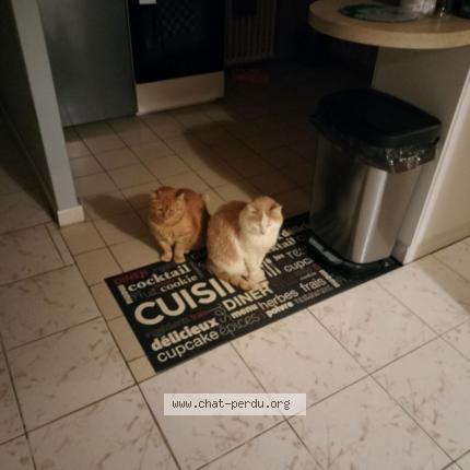 Foto 1/1 Titi Chat perdido en Coulonges sur sarthe