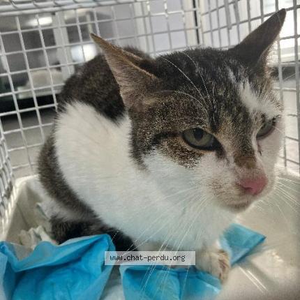 Foto 1/1 Gato encontrado Encontrado en Croix