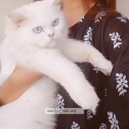 Foto 1/1 Bani Chat perdido en Islamabad