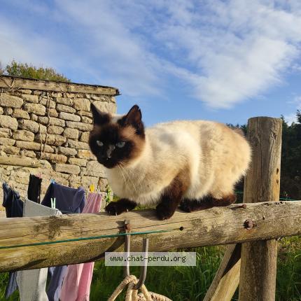 Foto 1/1 Bonnie Chat perdido en Penmarch