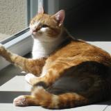 Foto del gato perdido en La Verpilliere