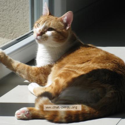 Foto 1/1 TIKY Chat perdido en La verpilliere