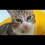 Foto del gato perdido en Saint Martin D Heres