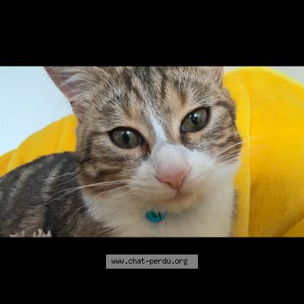 Foto 1/1 Gato encontrado Perdido en Saint martin d heres