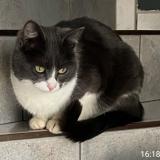 Foto del gato perdido en Furdenheim