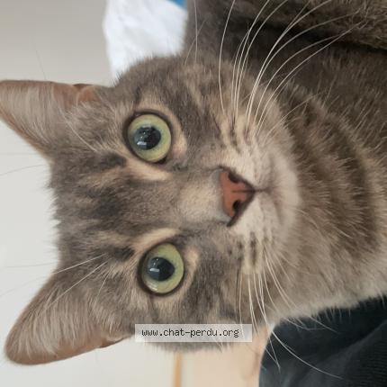 Foto 1/1 Poulet Chat perdido en Fontvieille