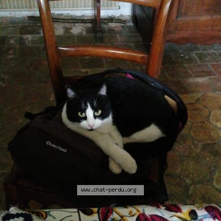 Foto 1/1 Pierrot Chat perdido en Etampes