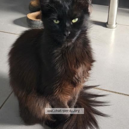 Foto 1/1 Hythec Chat perdido en Evin malmaison