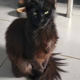 Foto del gato perdido en Evin Malmaison