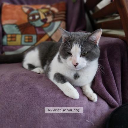 Foto 1/1 Gato encontrado Encontrado en Pouriers