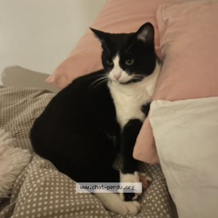 Foto 1/3 Kiara Chat perdido en Lentilly