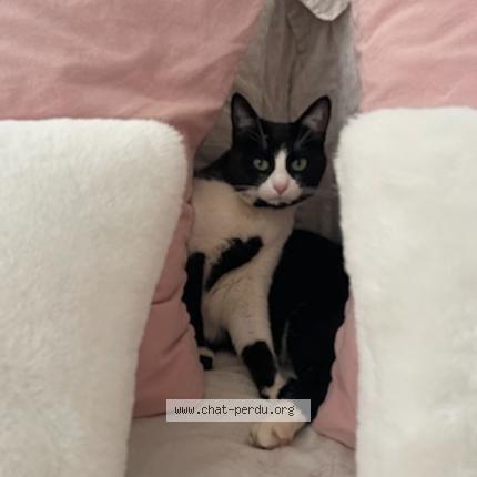 Foto 2/3 Kiara Chat perdido en Lentilly