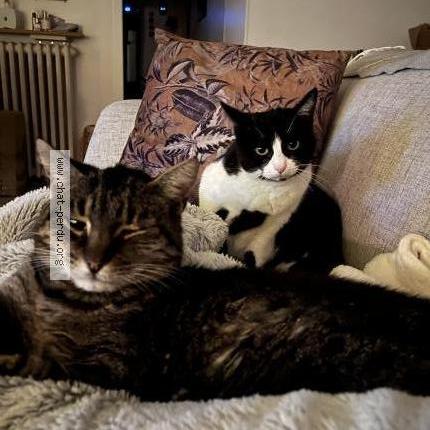 Foto 3/3 Kiara Chat perdido en Lentilly