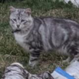 Foto del gato perdido en Gaillac