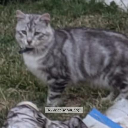 Foto 1/1 Minouche Chat perdido en Gaillac