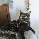 Foto del gato perdido en Perriers Sur Andelle