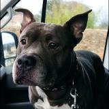 Foto del gato perdido en Carnoules