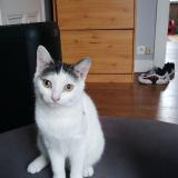 Foto del gato perdido en Les Aynans