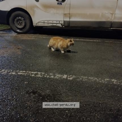 Foto 1/1 Gato encontrado Encontrado en Ormes