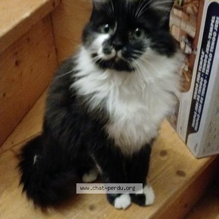 Foto 1/1 Gato encontrado Perdido en Jutigny